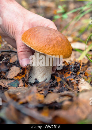 Human hand picks a white mushroom. Looking for mushrooms in the forest. Male hand pick a big cep mushroom in a forest in autumn. Forest mushroom Stock Photo