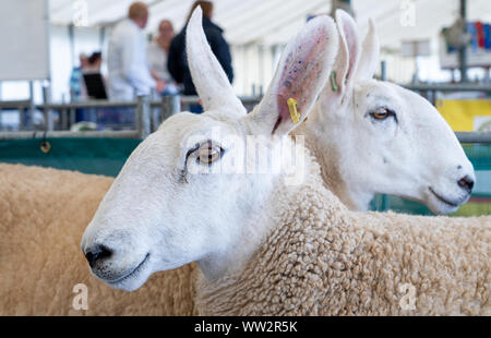 Close up of two Border Leicester sheep in a pen at an English county show Stock Photo