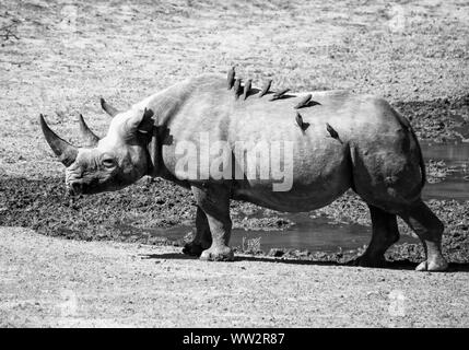 A female Black Rhino in Southern African savanna