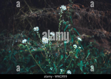 white blossoms at small flower on darken background Stock Photo
