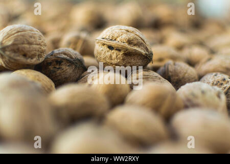 Fresh walnuts in shell. Selective focus and full frame. Stock Photo