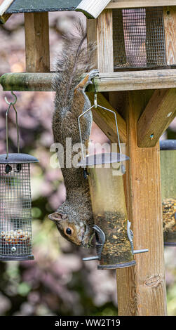 Grey squirrel eating seed and hanging from a wooden bird feeder in an English garden Stock Photo