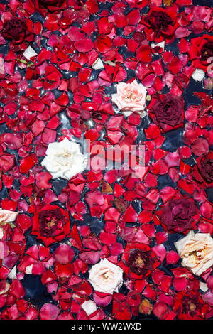 Rose petals and flowers floating on water Stock Photo - Alamy