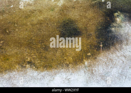 Moss background, Green moss on grunge texture. Stock Photo