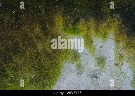 Moss background, Green moss on grunge texture. Stock Photo