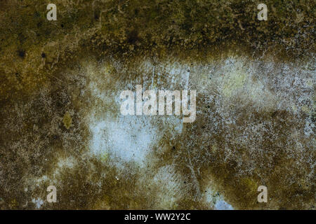 Moss background, Green moss on grunge texture. Stock Photo