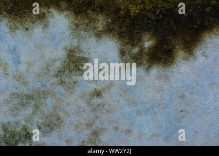 Moss background, Green moss on grunge texture. Stock Photo
