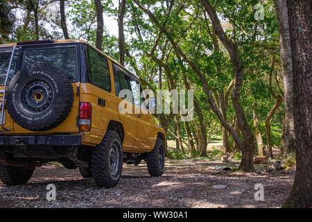 Land Cruiser in Front of Deer in Nara, Japan Stock Photo