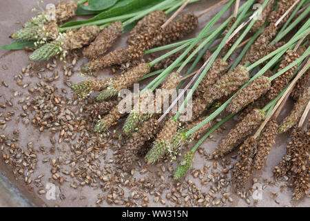 Spitz-Wegerich, Spitzwegerich, Samen, Samenstände, Kräuterernte, Wegerichsamen, Saat, Wegerich, Plantago lanceolata, English Plantain, Ribwort, narrow Stock Photo