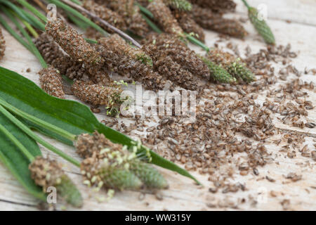 Spitz-Wegerich, Spitzwegerich, Samen, Samenstände, Kräuterernte, Wegerichsamen, Saat, Wegerich, Plantago lanceolata, English Plantain, Ribwort, narrow Stock Photo