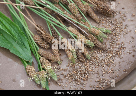 Spitz-Wegerich, Spitzwegerich, Samen, Samenstände, Kräuterernte, Wegerichsamen, Saat, Wegerich, Plantago lanceolata, English Plantain, Ribwort, narrow Stock Photo