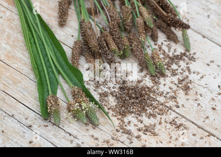 Spitz-Wegerich, Spitzwegerich, Samen, Samenstände, Kräuterernte, Wegerichsamen, Saat, Wegerich, Plantago lanceolata, English Plantain, Ribwort, narrow Stock Photo