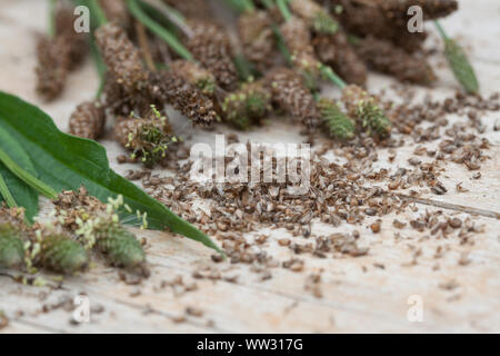 Spitz-Wegerich, Spitzwegerich, Samen, Samenstände, Kräuterernte, Wegerichsamen, Saat, Wegerich, Plantago lanceolata, English Plantain, Ribwort, narrow Stock Photo