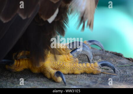 Close up of the feet and talons of a bald eagle (Haliaetus ...