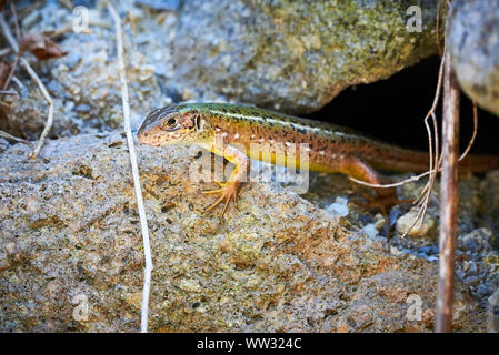 Meadow lizard ( Darevskia pontica ) sitting on a rock Stock Photo