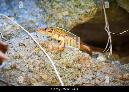 Meadow lizard ( Darevskia pontica ) sitting on a rock Stock Photo