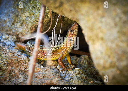 Meadow lizard ( Darevskia pontica ) sitting on a rock Stock Photo