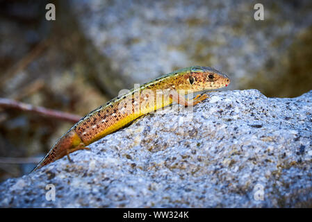 Meadow lizard ( Darevskia pontica ) sitting on a rock Stock Photo