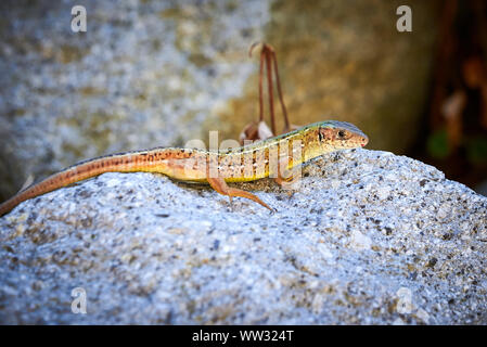 Meadow lizard ( Darevskia pontica ) sitting on a rock Stock Photo