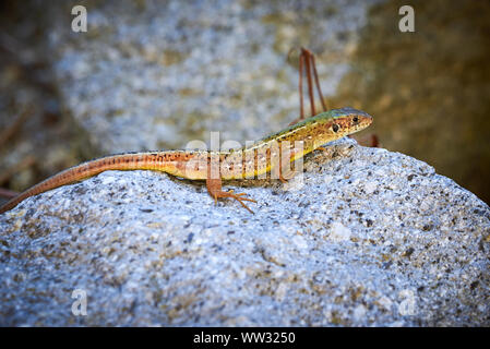 Meadow lizard ( Darevskia pontica ) sitting on a rock Stock Photo