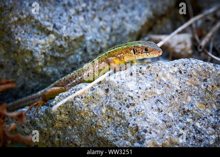 Meadow lizard ( Darevskia pontica ) sitting on a rock Stock Photo