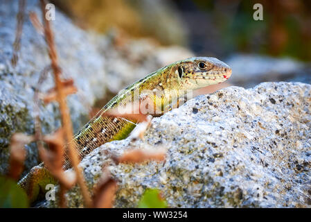 Meadow lizard ( Darevskia pontica ) sitting on a rock Stock Photo