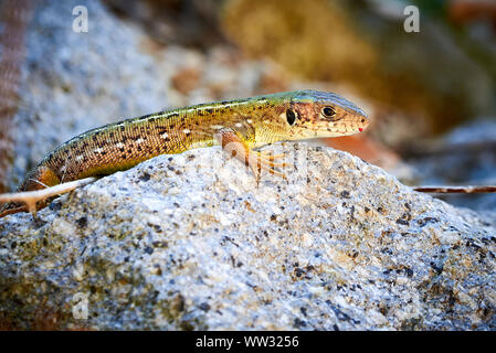 Meadow lizard ( Darevskia pontica ) sitting on a rock Stock Photo
