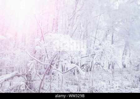 Dry grass against the blue sky in winter. Dry the umbrellas of plants covered with frost, upright. Shining cold in the winter woods. Christmas backgro Stock Photo