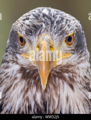 Bald Eagle Juvenile Stock Photo