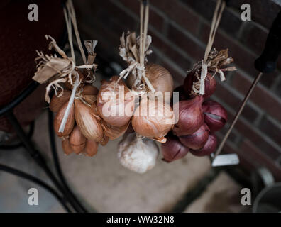 close up of hanging garlic and onions outside in an english garden Stock Photo