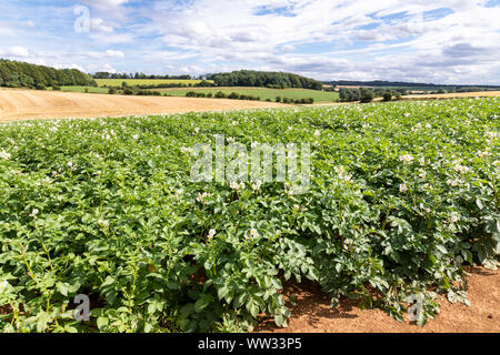 Potatoes in August growing on large fields on the Cotswolds near the village of Snowshill, Gloucestershire UK Stock Photo