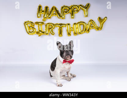 young french bulldog with red bow tie celebrating birthday with happy birthday balloons on white background Stock Photo