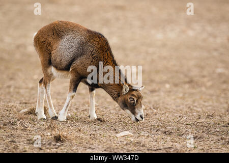 Mouflon, ovis musimon, female adult sheep feeding in winter with copy space. Stock Photo