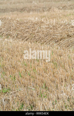 post-harvest cereal field Stock Photo - Alamy