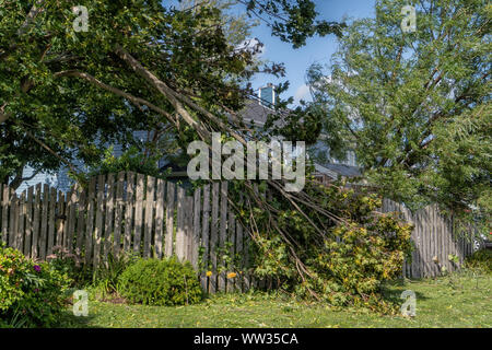 Falling tree damage from Hurricane Dorian in residential area of Prince Edward Island, Canada. Stock Photo