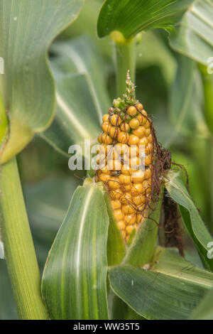 Maize / Sweetcorn / Zea mays growing in Cornwall field for animal feed. Female flower parts developing into sweetcorn cob. Corn on the cob concept. Stock Photo