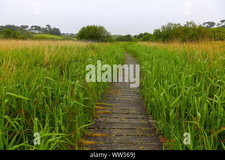 A wooden walkway through the reeds at Higher Moors and Porth Hellick Pool Nature Trail, St. Mary's, Isles of Scilly, Cornwall, England, UK Stock Photo