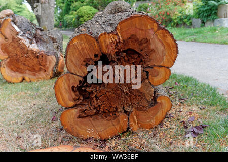 Cross section of a felled ornamental plum tree trunk lying on the ground showing heart rot fungal disease, Vancouver, BC, Canada Stock Photo