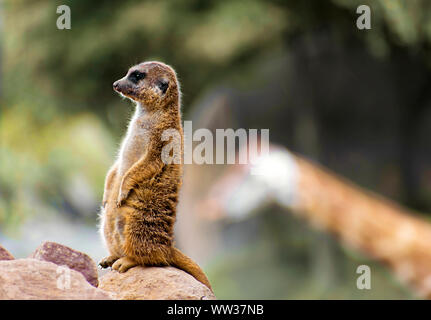 Lonely Meerkat or Suricate (Suricata suricatta) standing on a rock watchful or vigilant. A giraffe grazzing in the background. Wildlife suricata. Stock Photo