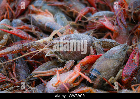 Crawfish Stock Photo