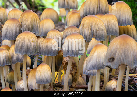 Closeup of Glistening Inkcap (Coprinellus micaceus) mushrooms in the woods Stock Photo