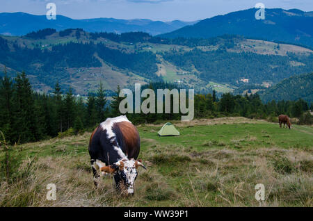 A young multi-coloured cow grazes on a meadow high in the mountains next to a tourist tent against the backdrop of a mountain range Stock Photo