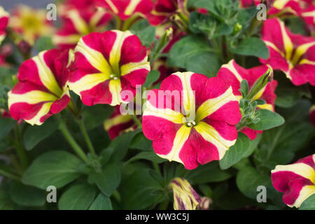 Petunia Amore Queen of Hearts flowers. Stock Photo