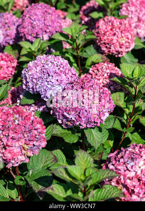 Pink hydrangea bush in full bloom. Stock Photo