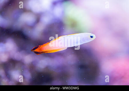 Fish Nemateleotris decora - Elegant firefish, saltwater Stock Photo