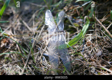 dragonfly exoskeleton, Anax imperator, outdoor macro shoot Stock Photo