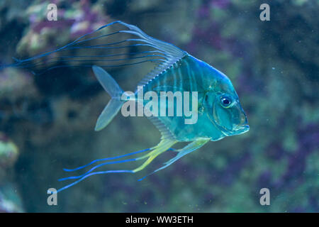 Indian threadfish - Alectis indica - saltwater fish Stock Photo