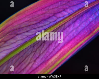A colourful closeup macro photograph of a unopened bud-flower of a oriental pink lily( stargazer) lilium orientalis Stock Photo
