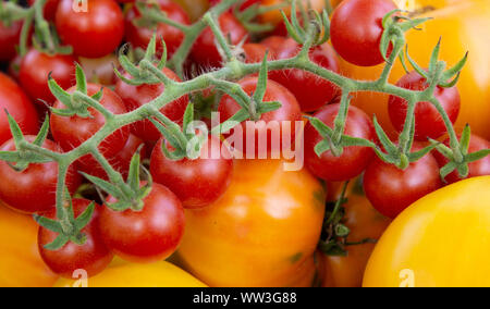 Cluster of small red cherry tomatoes or Tomaccio on a branch Stock Photo