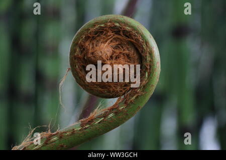 tightly curled fern, Edinburgh Botanical Gardens Stock Photo